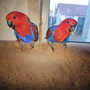 Еклектус - малята викормиші