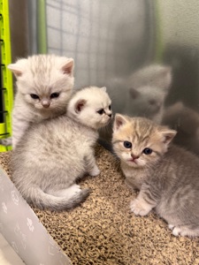 Маленькі кошенятка шукають люблячу сімʼю