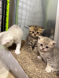 Маленькі кошенятка шукають люблячу сімʼю