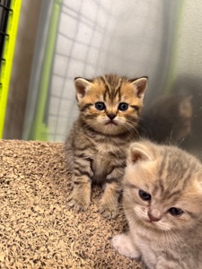 Маленькі кошенятка шукають люблячу сімʼю