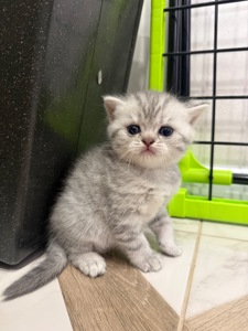 Маленькі кошенятка шукають люблячу сімʼю