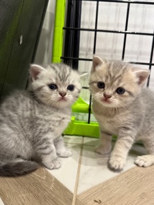 Маленькі кошенятка шукають люблячу сімʼю