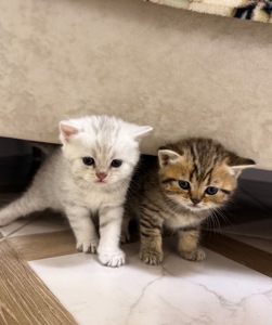 Маленькі кошенятка шукають люблячу сімʼю