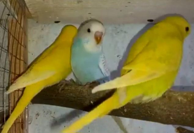 Попугайчики для разговора