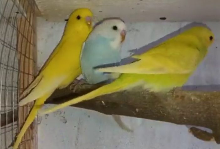 Попугайчики для разговора