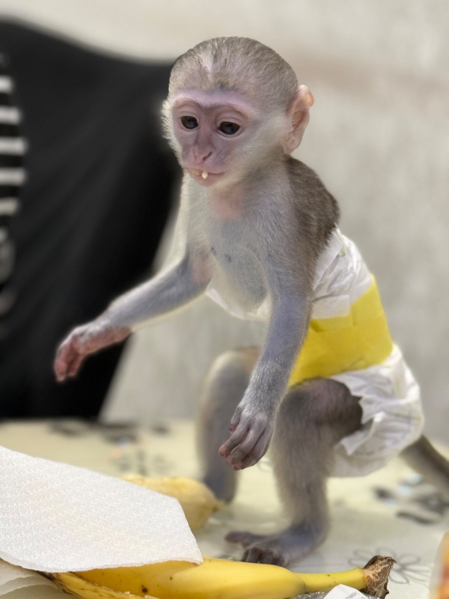 Мальчик мартышки ручной