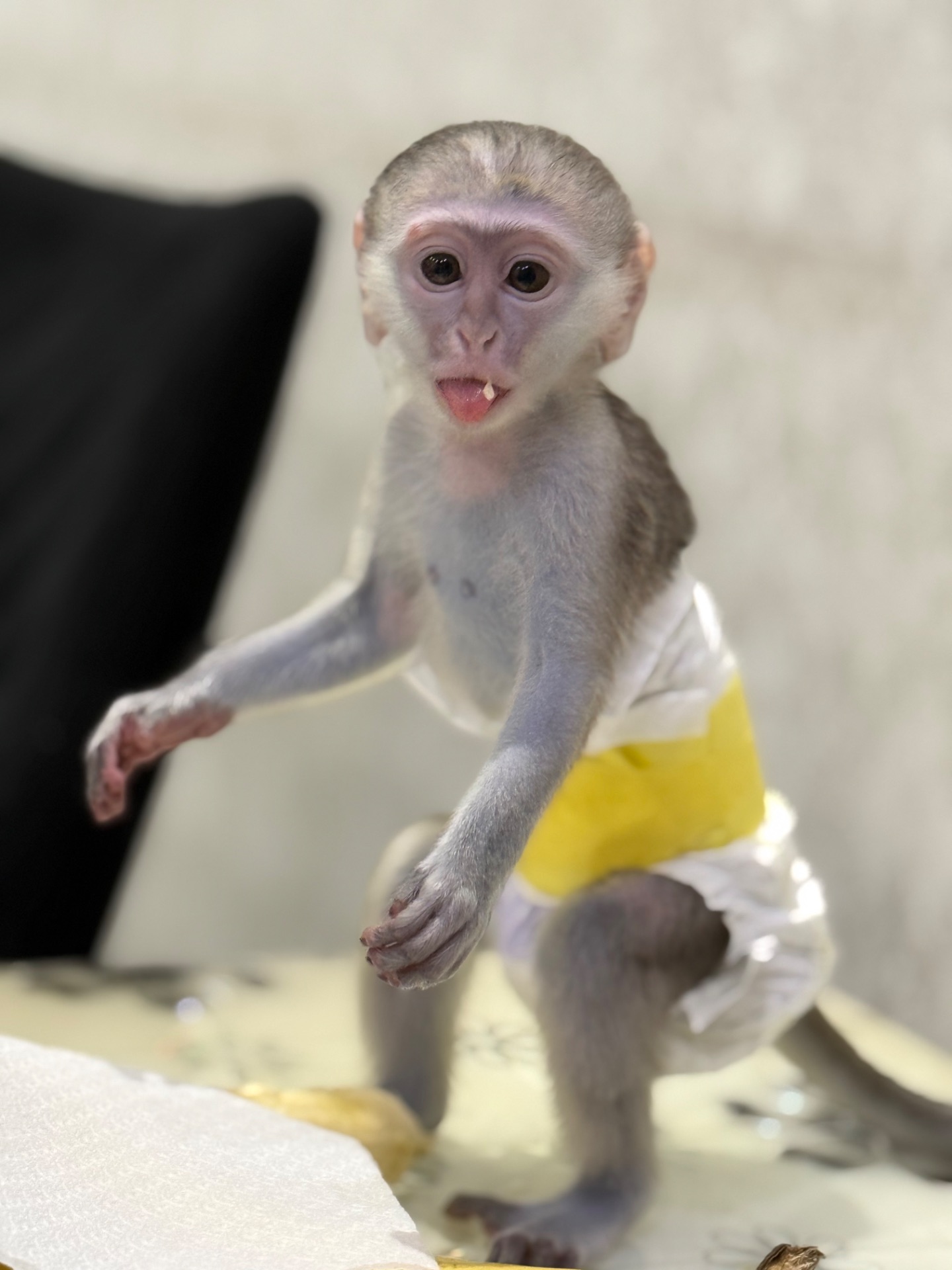 Мальчик мартышки ручной