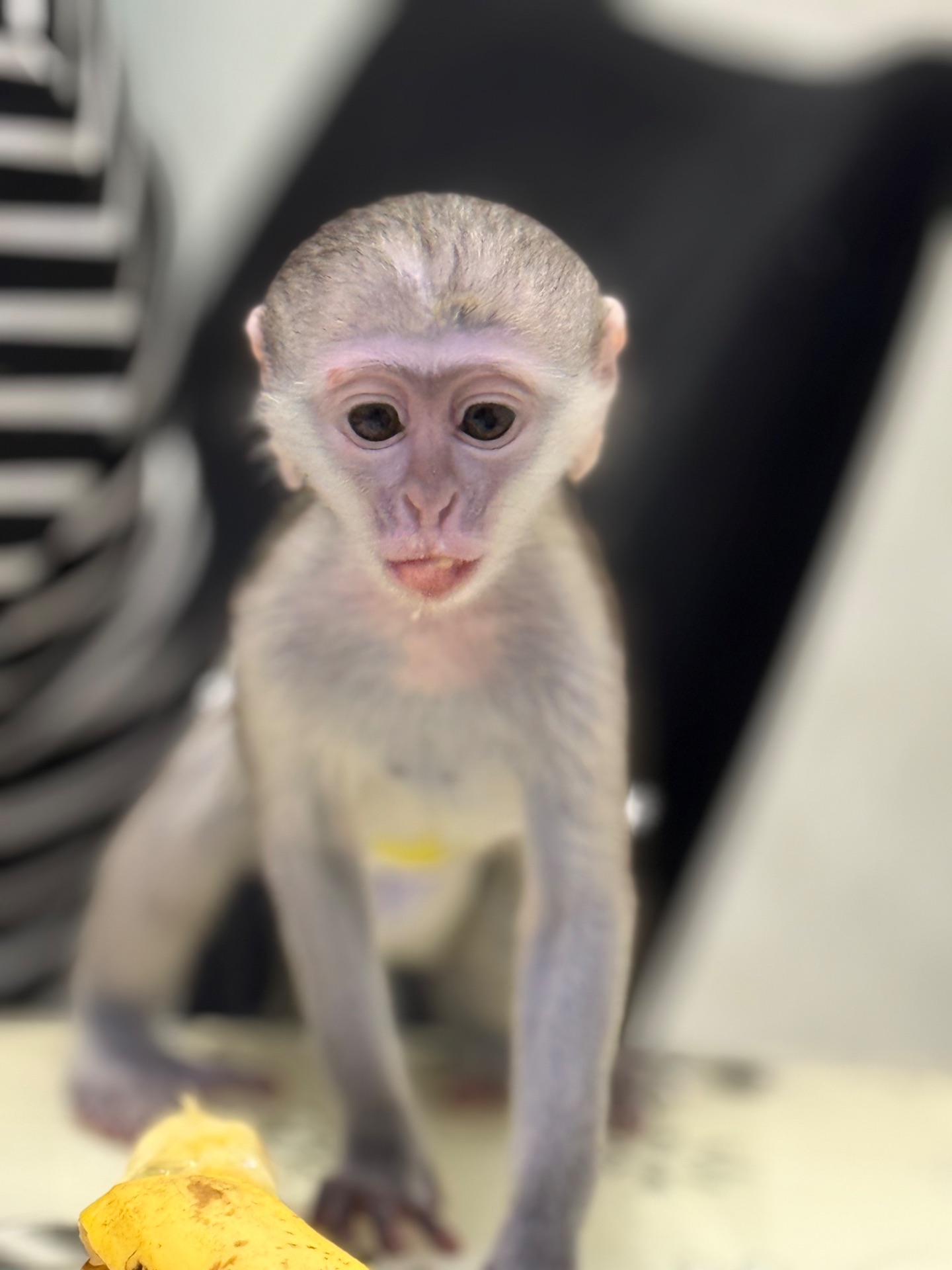 Мальчик мартышки ручной