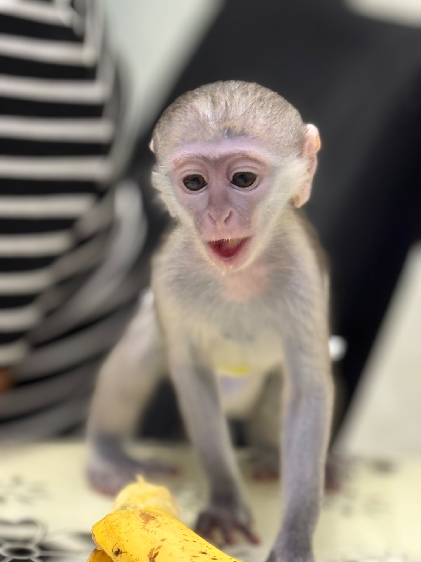 Мальчик мартышки ручной