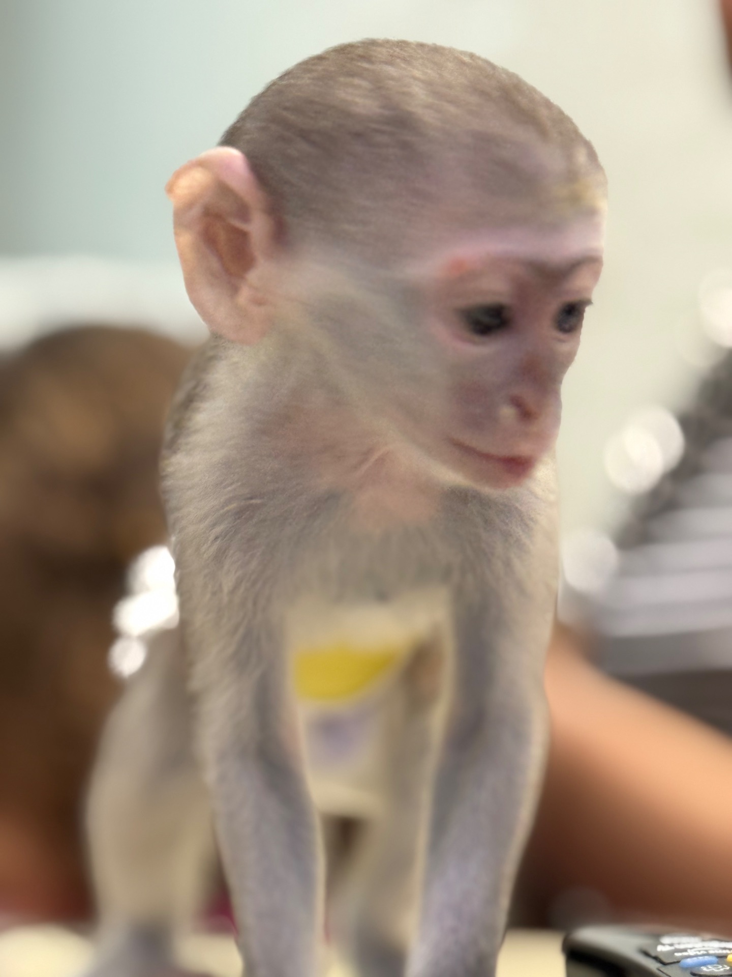 Мальчик мартышки ручной