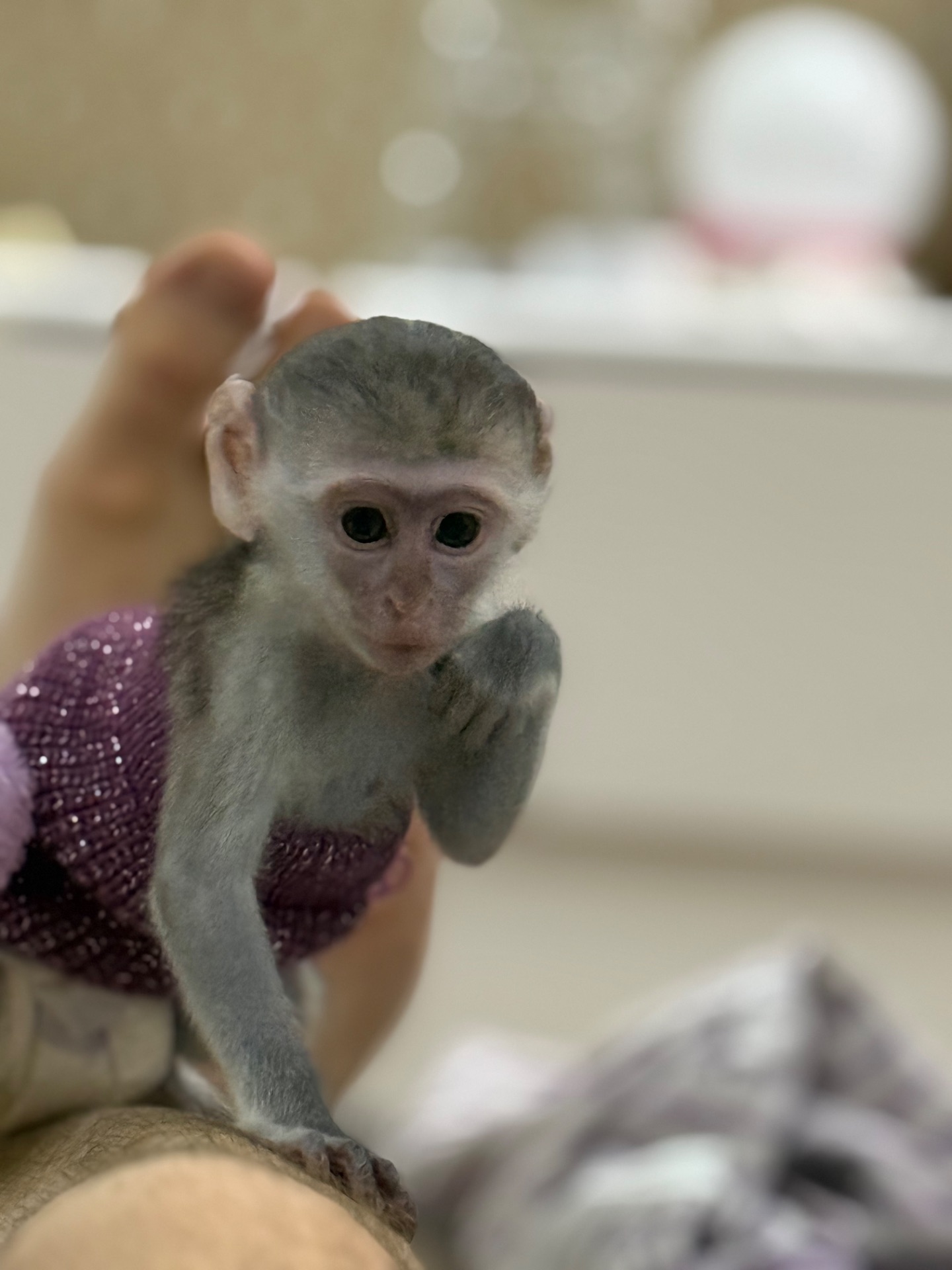 Верветка девочка 2 месяца