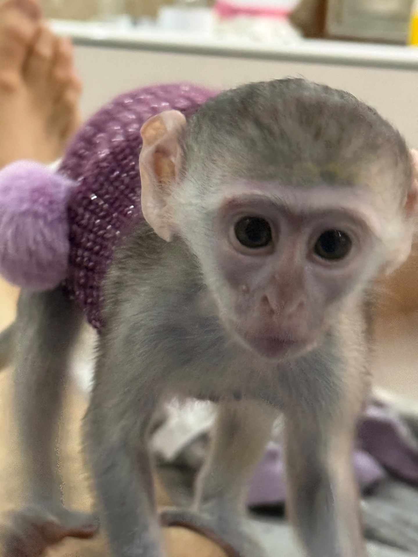 Верветка девочка 2 месяца