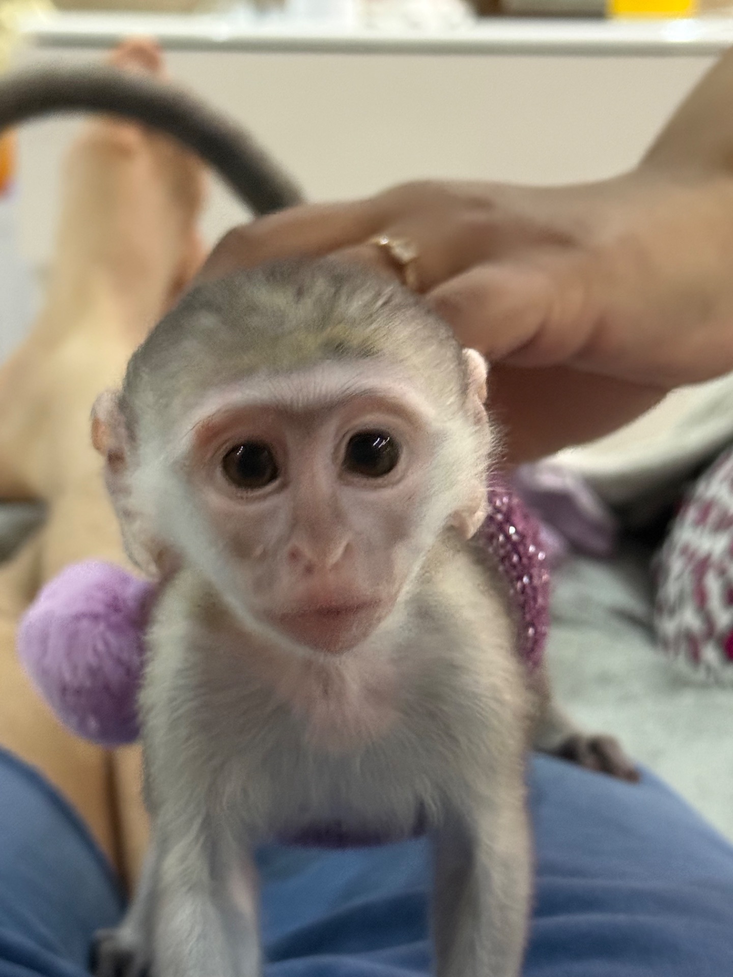 Верветка девочка 2 месяца