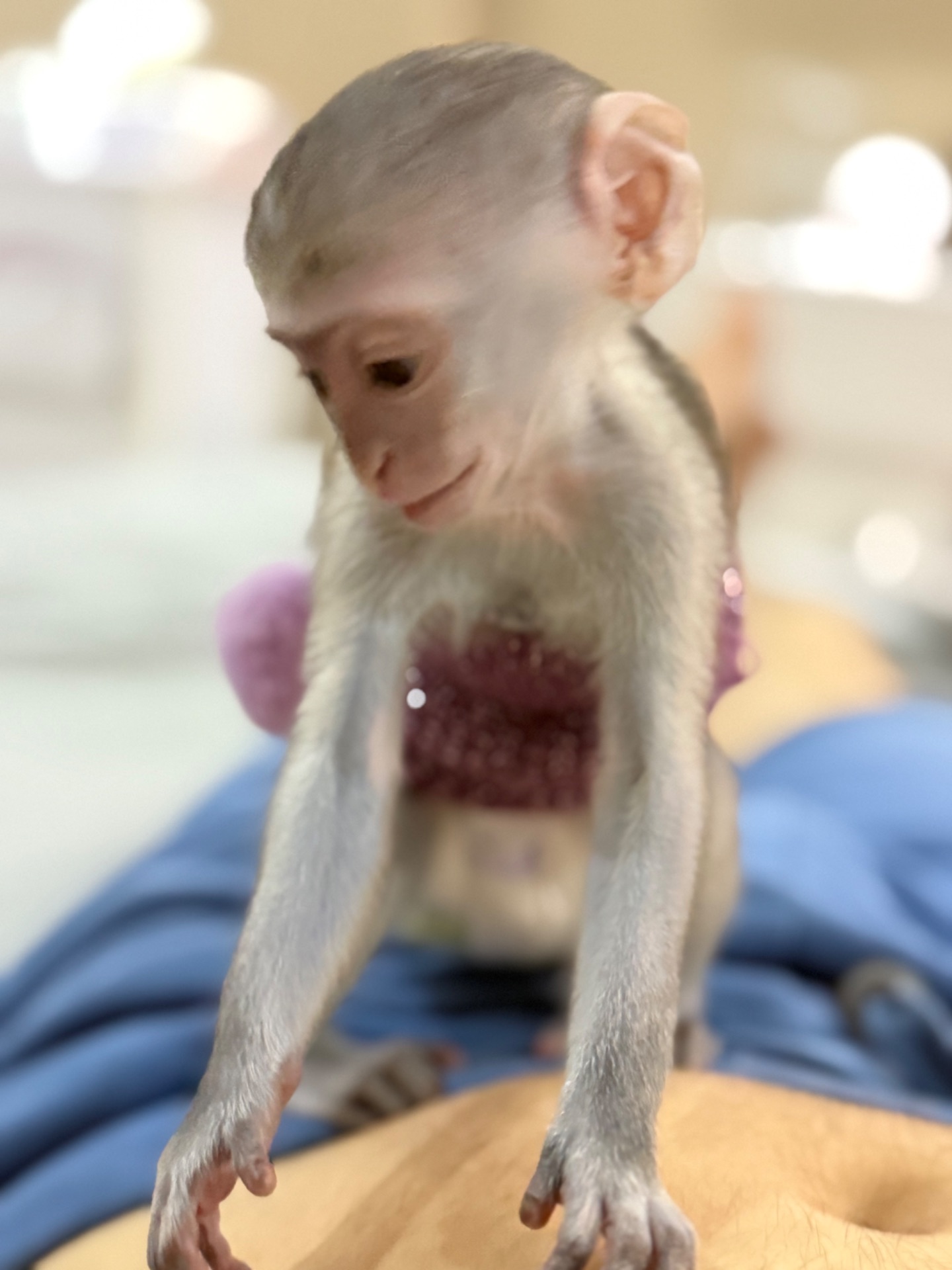 Верветка девочка 2 месяца