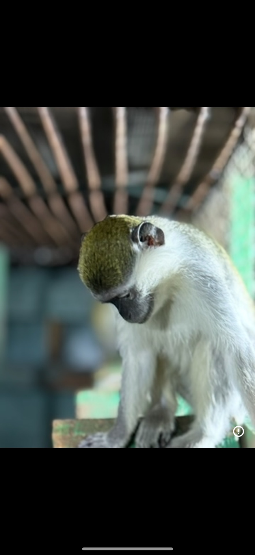 Зеленая мартышка