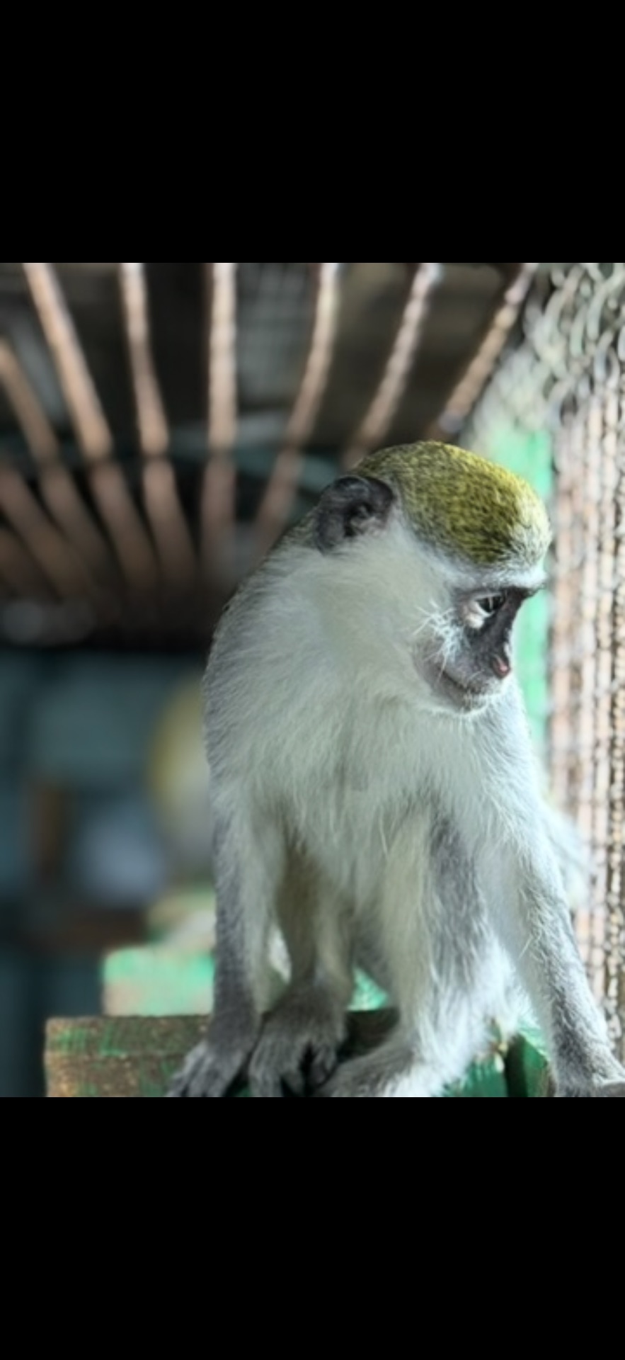 Зеленая мартышка