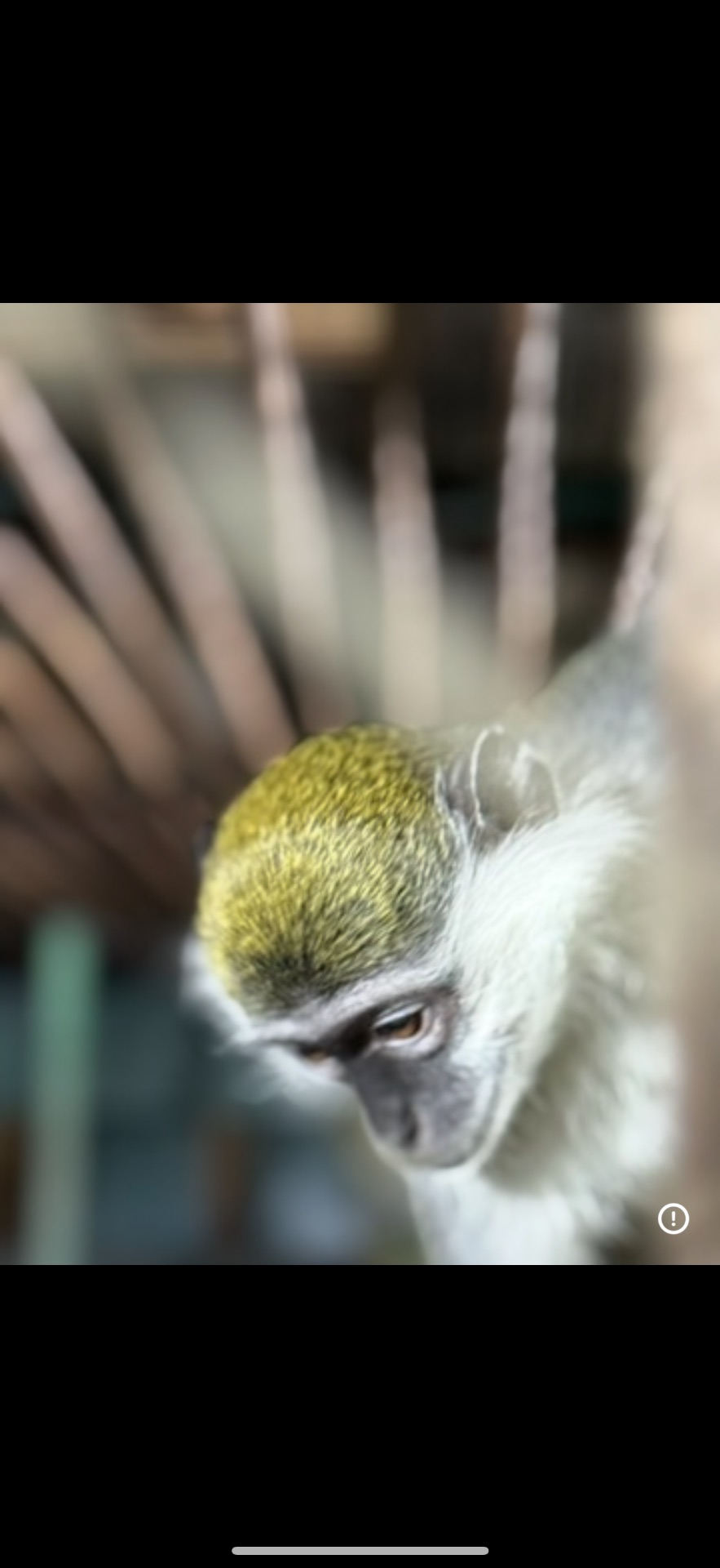 Зеленая мартышка