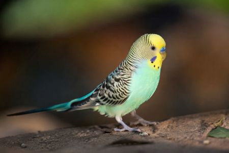 Волнисьый попугай для деток