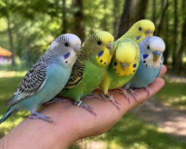 Волнисьый попугай для деток