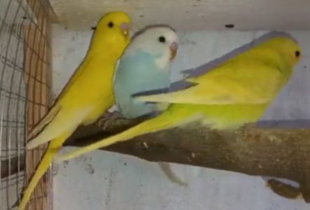 Попугайчики для разговора