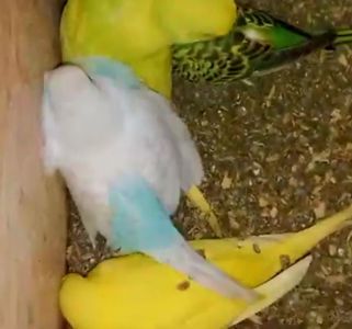 Попугайчики для разговора