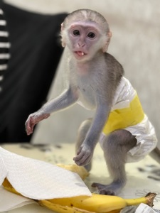 Мальчик мартышки ручной