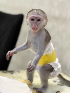 Мальчик мартышки ручной
