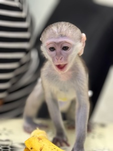 Мальчик мартышки ручной