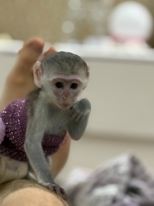 Верветка девочка 2 месяца