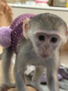 Верветка девочка 2 месяца