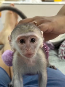 Верветка девочка 2 месяца