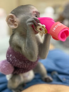 Верветка девочка 2 месяца