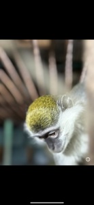 Зеленая мартышка