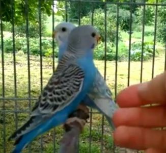 Яркие ручные волнистые попугайчики