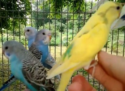 Яркие ручные волнистые попугайчики