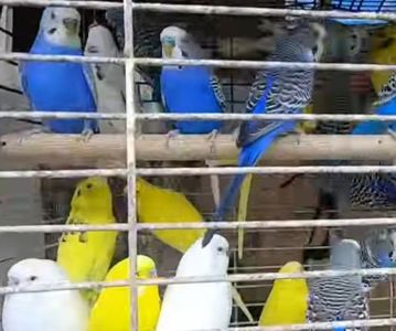 Яркие ручные волнистые попугайчики