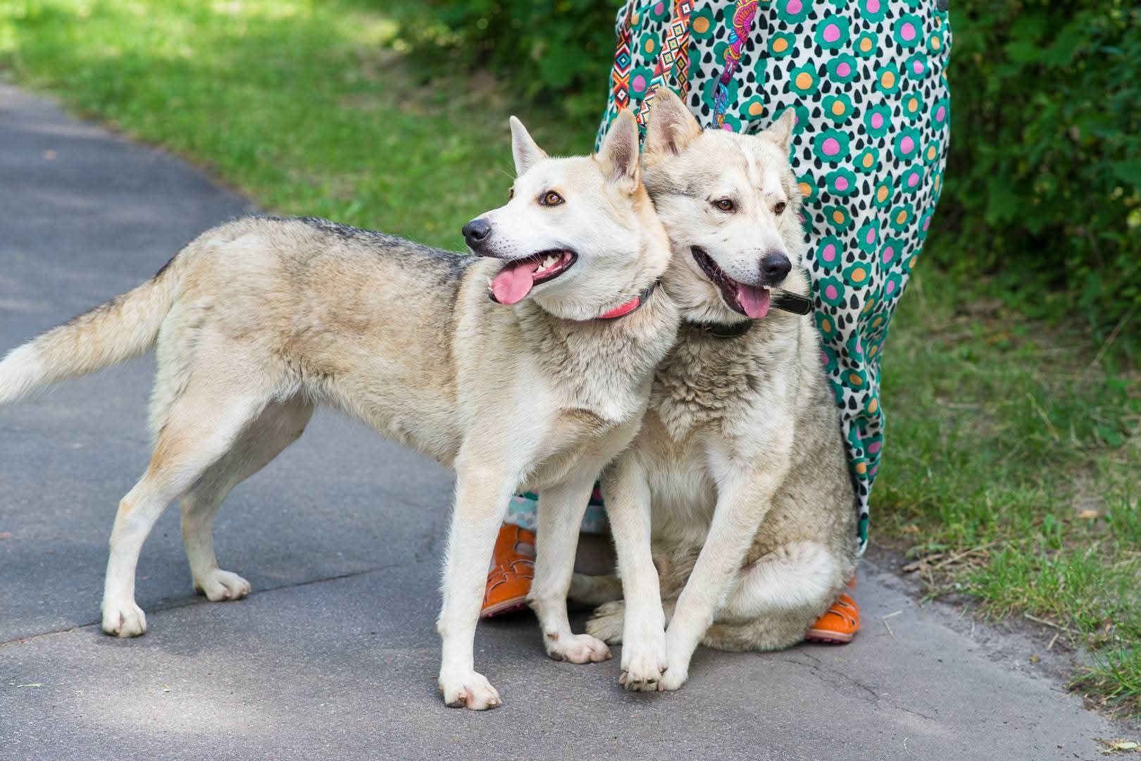 Ася шукає дім 🏡