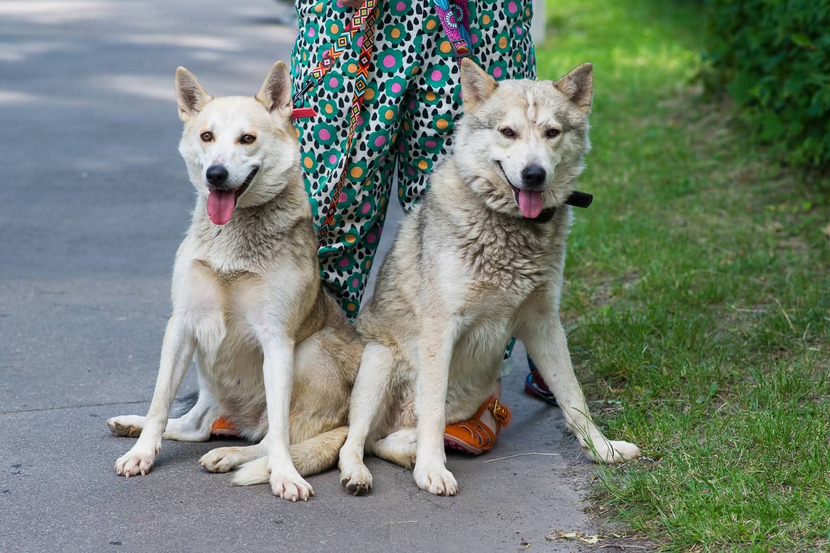 Ася шукає дім 🏡