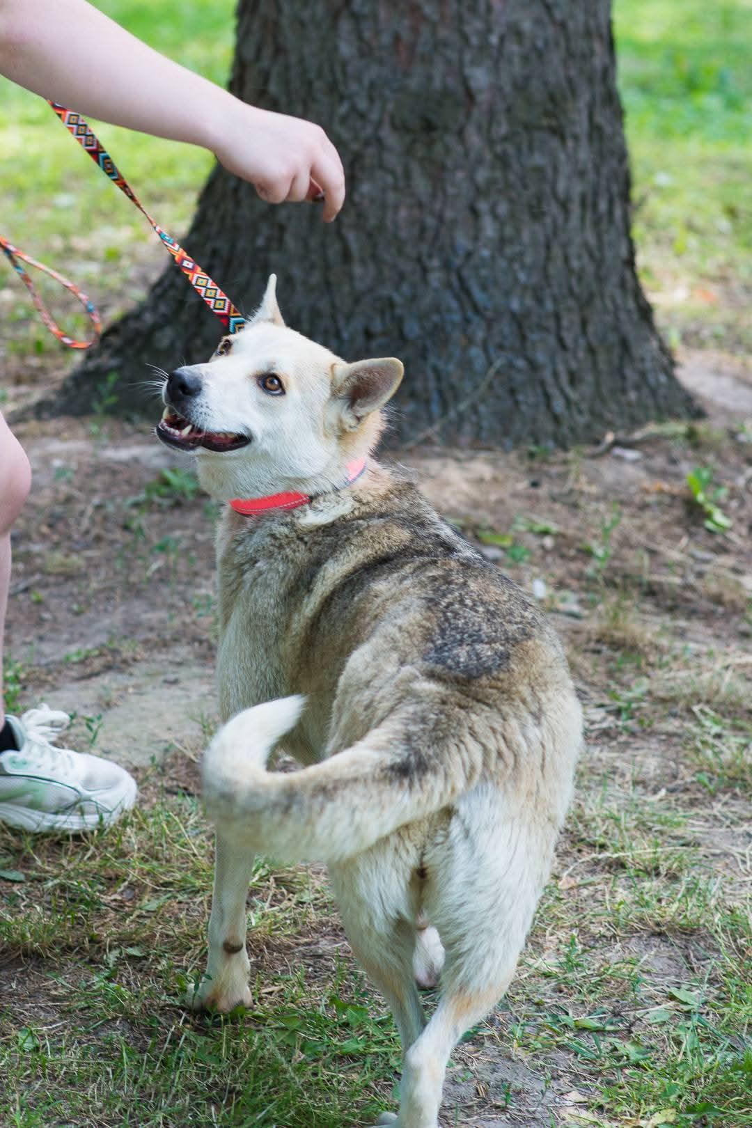 Ася шукає дім 🏡