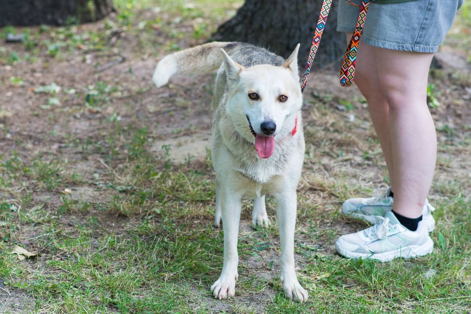 Ася шукає дім 🏡