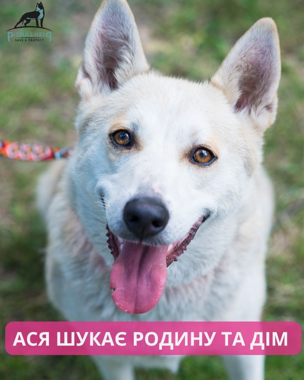 Ася шукає дім 🏡