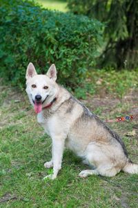 Ася шукає дім 🏡