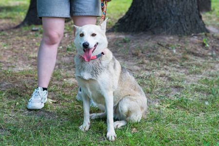 Ася шукає дім 🏡
