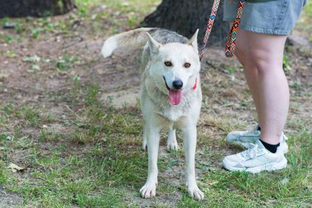 Ася шукає дім 🏡