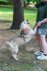 Ася шукає дім 🏡