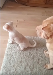 Цуценята від маленької мами!