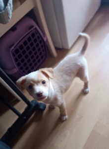 Цуценята від маленької мами!