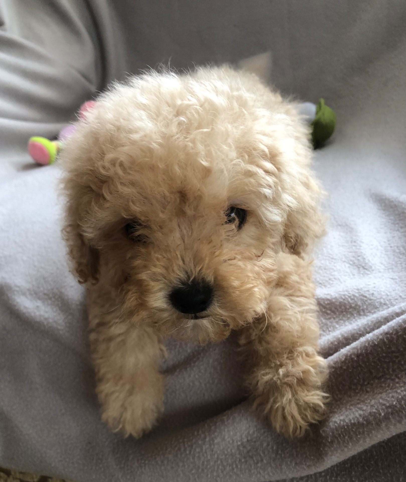 Дівчинка мальтіпу