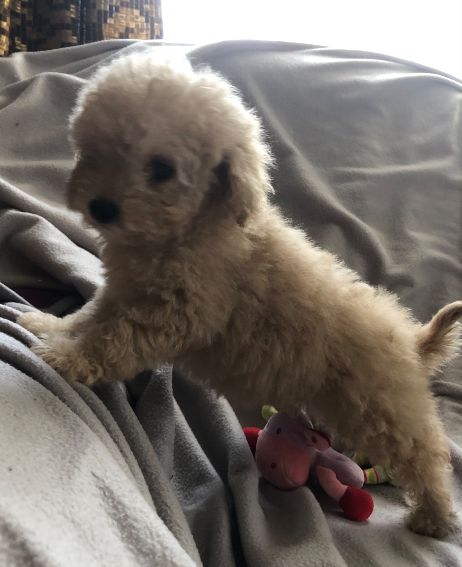 Дівчинка мальтіпу