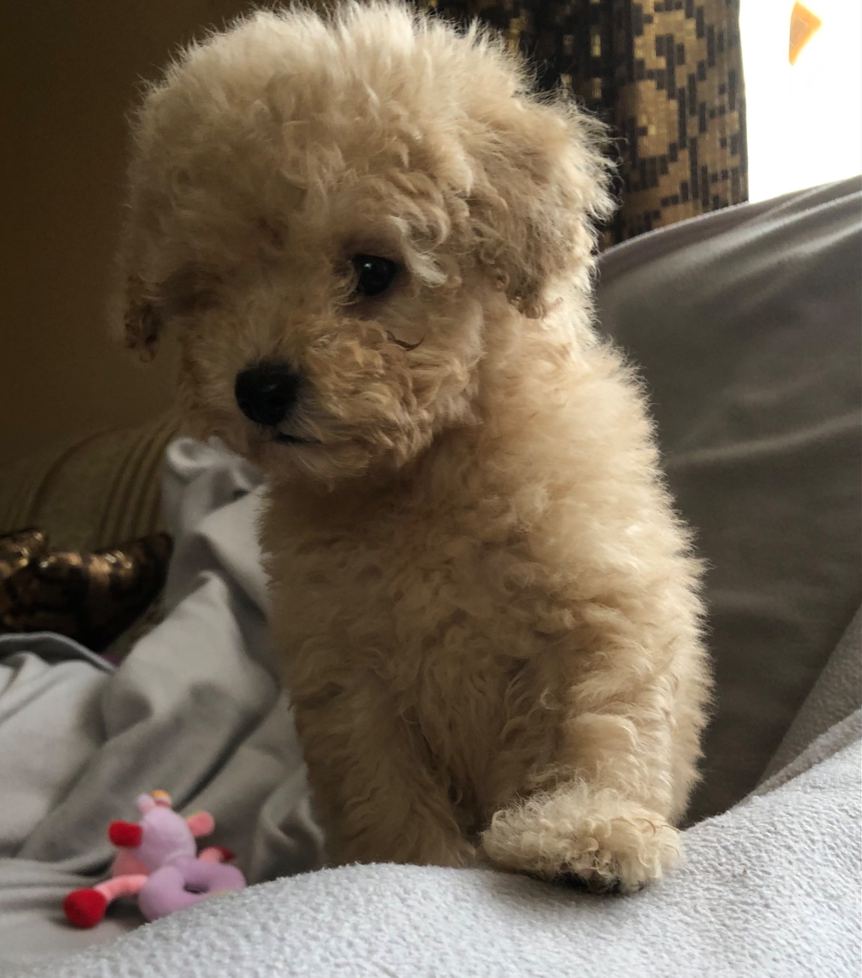 Дівчинка мальтіпу